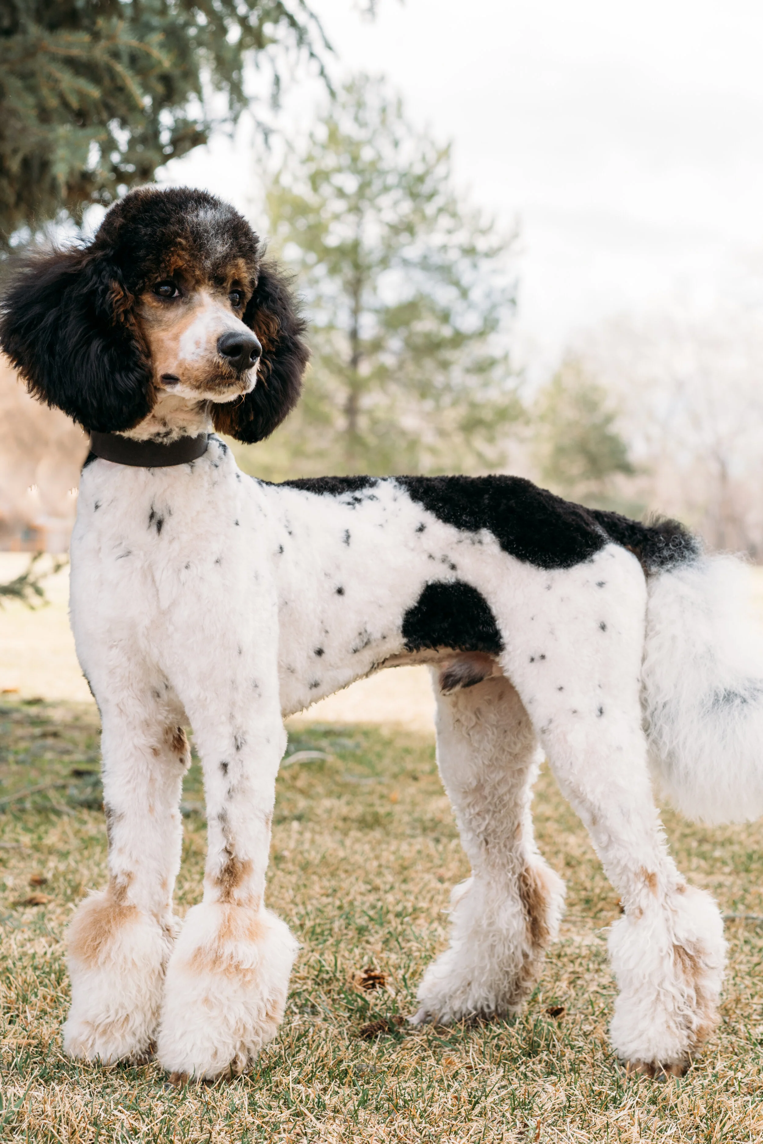 Parti hotsell standard poodle
